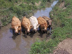 Cows Standing In Stream P16 Cows Standing In Stream P16
