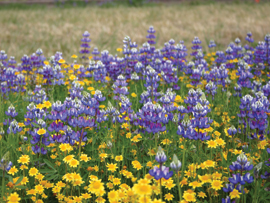 Asset Upload File639 85395