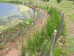 Aquascape Cropped Aquascape Cropped