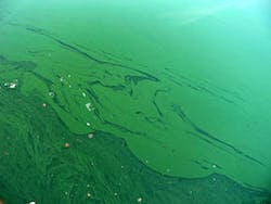 320px Cyanobacteria Lamiot2009 07 26 290 320px Cyanobacteria Lamiot2009 07 26 290