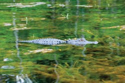 Sw1505 441 Sw1505 441