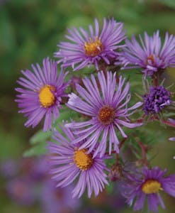 Ernst Fmt1 247x300 Ernst Fmt1 247x300