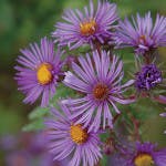 Ernst2 150x150 Ernst2 150x150