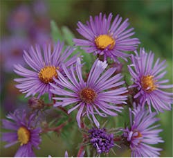 Ernst Fmt2 Ernst Fmt2