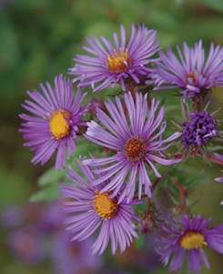 Ernst4 245x300 Ernst4 245x300