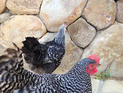 Ec1707 28 1 300x225 Ec1707 28 1 300x225