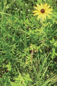 Ernst Seeds 200x300
