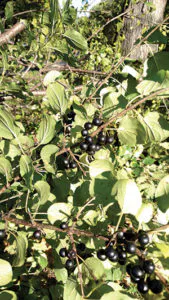 Sw1710 32 2 169x300