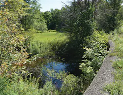 A 2016 photo of the old culvert’s stream banks filled with shrubs and debris