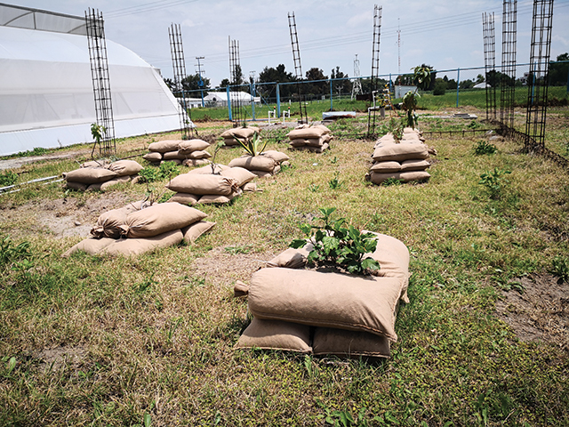 Envirolok's geosynthetic bag system provides soil and structural strength to sapplings.