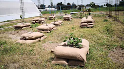 Envirolok's geosynthetic bag system provides soil and structural strength to sapplings.