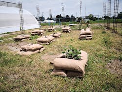 Envirolok's geosynthetic bag system provides soil and structural strength to sapplings. Envirolok's geosynthetic bag system provides soil and structural strength to sapplings.