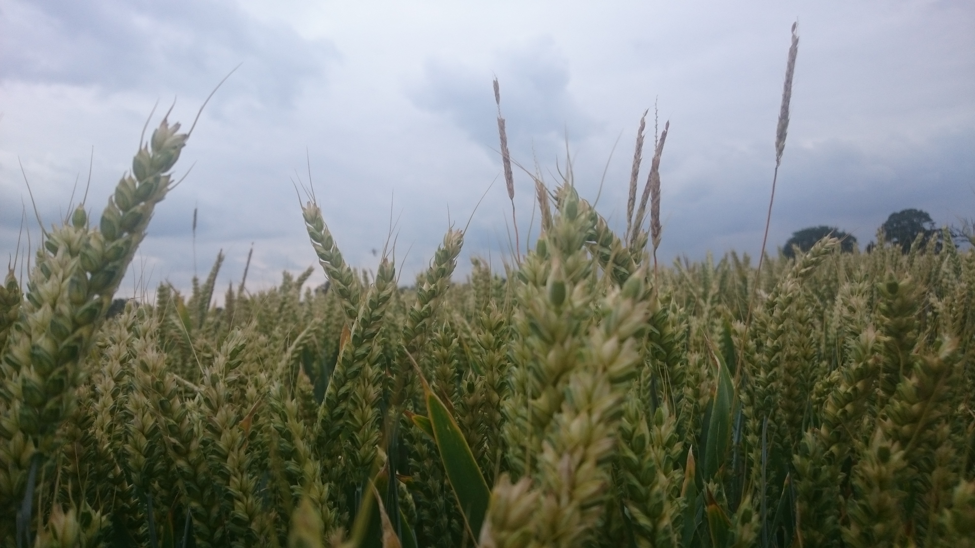 2 Low C Helen Hicks 5e067f77871fd