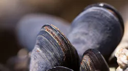 Mussels 419052 1920
