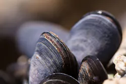 Mussels 419052 1920 5dfbc07f9e7a5