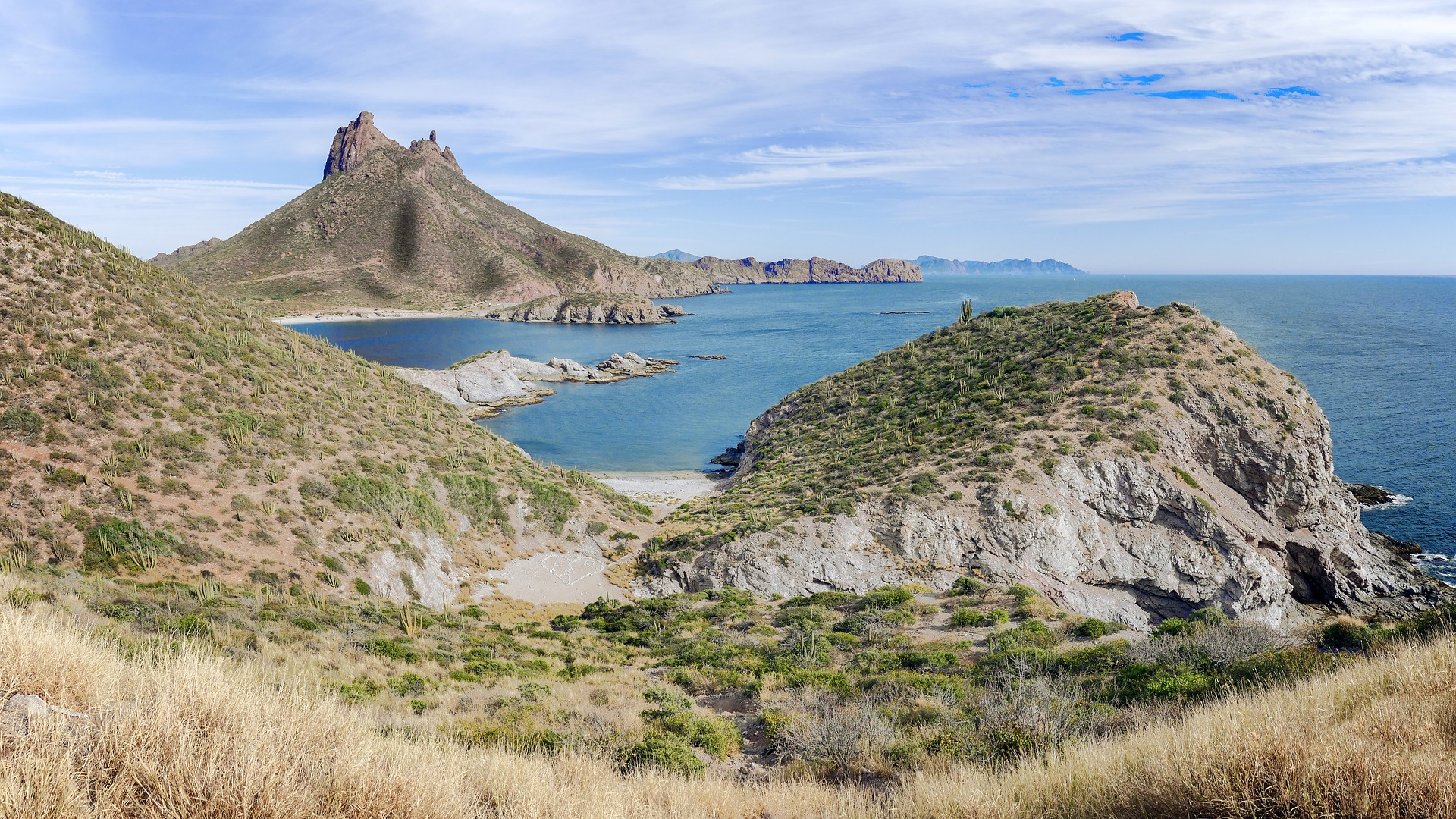 Invasive buffelgrass risks turning the diverse Sonoran Desert ecosystem into a grassland monoculture.