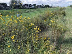 Figure 4: A fully vegetated bioswale BMP, planted with native vegetation. Figure 4: A fully vegetated bioswale BMP, planted with native vegetation.