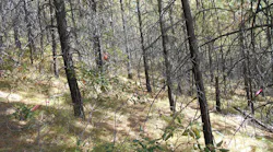 Area of the Entiat Experimental Forest that was logged, reseeded, and managed after the1970 wildfire.
