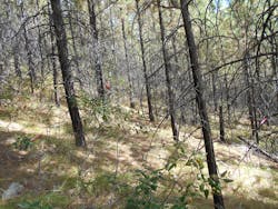 Area of the Entiat Experimental Forest that was logged, reseeded, and managed after the1970 wildfire.