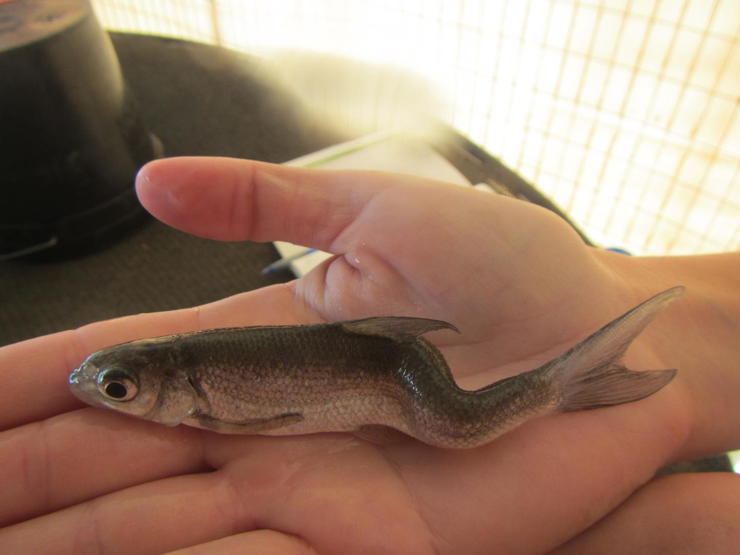 Captured in the wild and raised in tanks at UC Davis, Sacramento Splittail show spinal deformities traced to exposure to selenium. Scientists used the fishes' ear bones, called otoliths, to track their exposure to selenium.