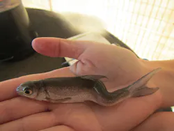 Captured in the wild and raised in tanks at UC Davis, Sacramento Splittail show spinal deformities traced to exposure to selenium. Scientists used the fishes' ear bones, called otoliths, to track their exposure to selenium.