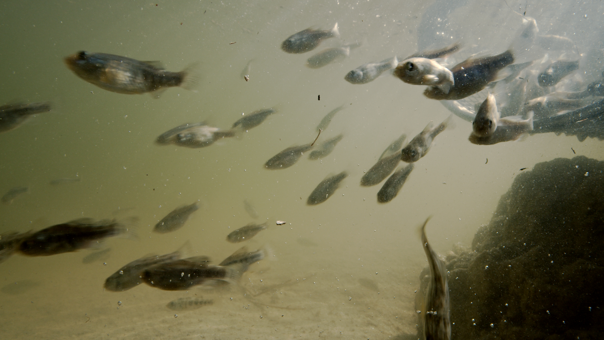 Pecos pupfish have benefited from the Pecos Watershed Conservation Initiative.
