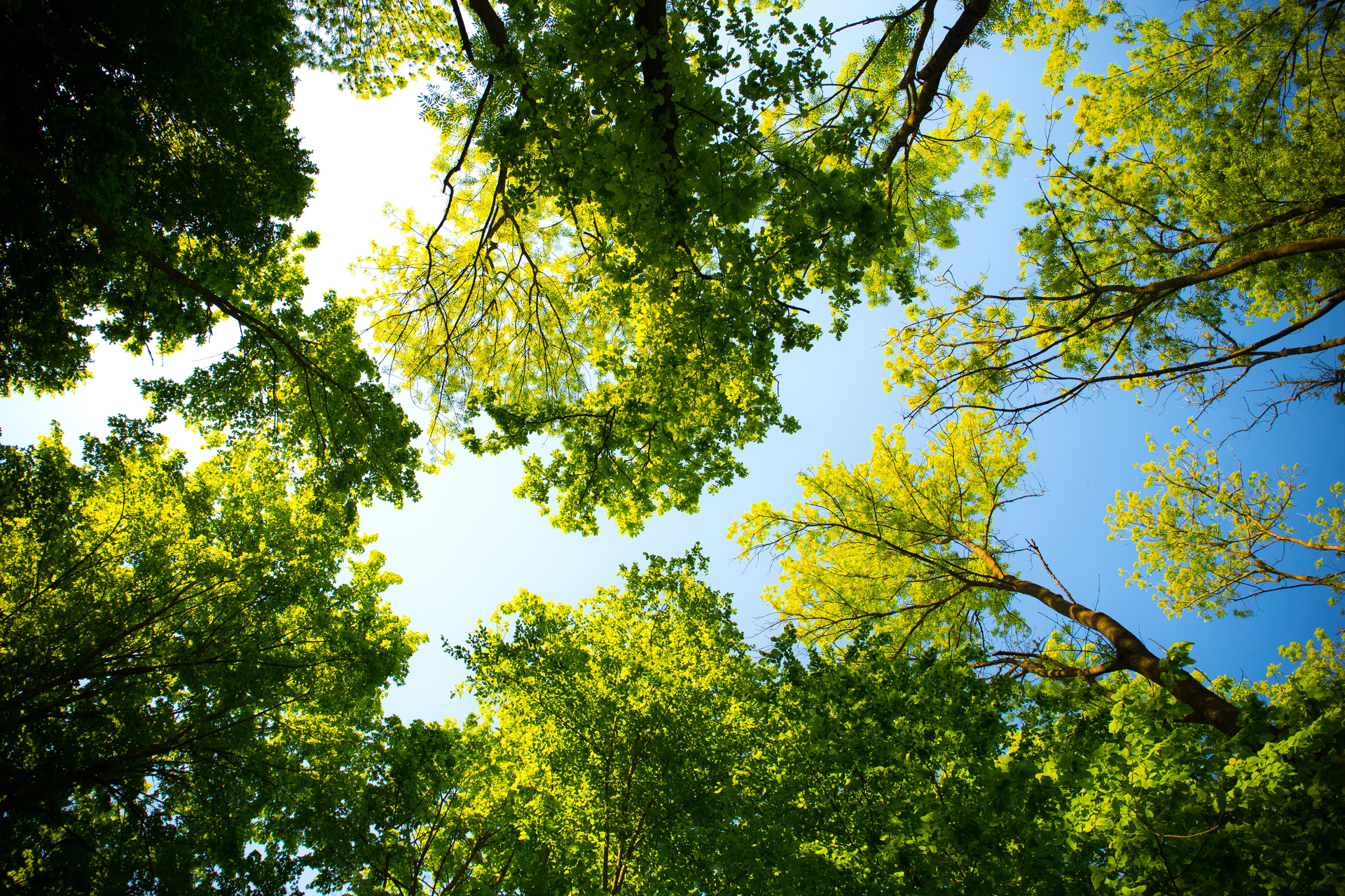 Daylight Forest Nature Park 589802 5e5943bbb7851