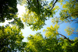 Daylight Forest Nature Park 589802 5e5943bbb7851
