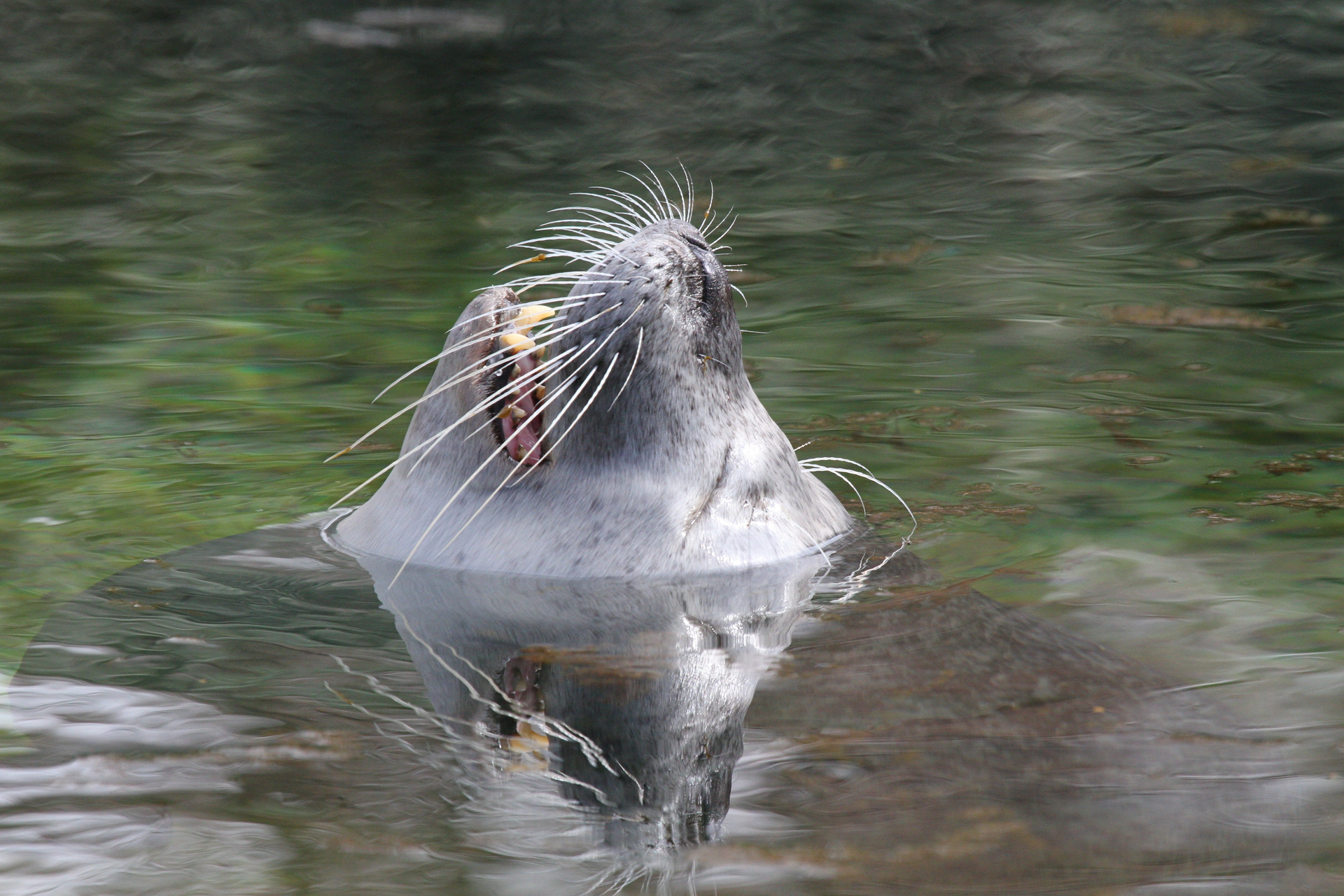 Sea Lion On Water 57711 5e47378f7640b