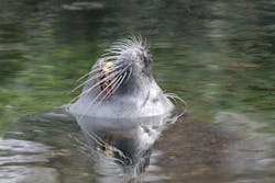 Sea Lion On Water 57711 5e47378f7640b Sea Lion On Water 57711 5e47378f7640b