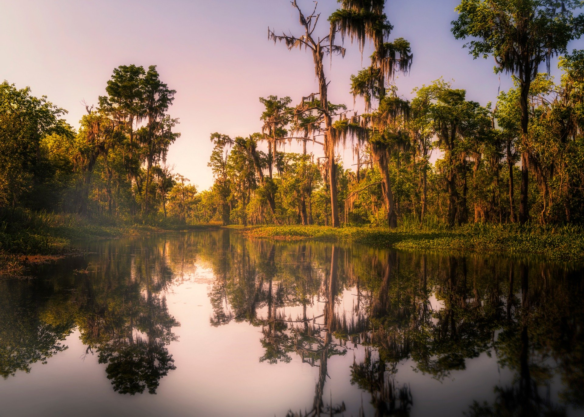 Swamp 4544970 1920 5e5868dfb10dc