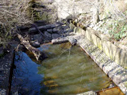 Filled with stagnant water, Roy's Pools trapped young fish.