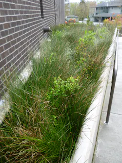 A newly planted flow-through planter