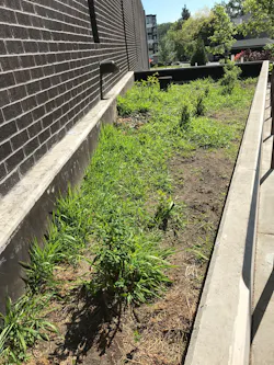 A poor planting in the flow-through planter