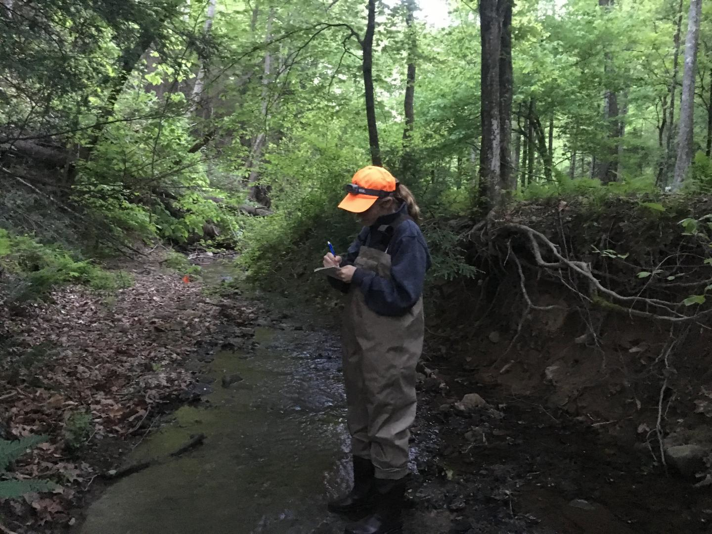 Duke University researchers have found high levels of selenium in aquatic insects and the spiders that feed on them downstream from a major coal mining site in southern West Virginia.