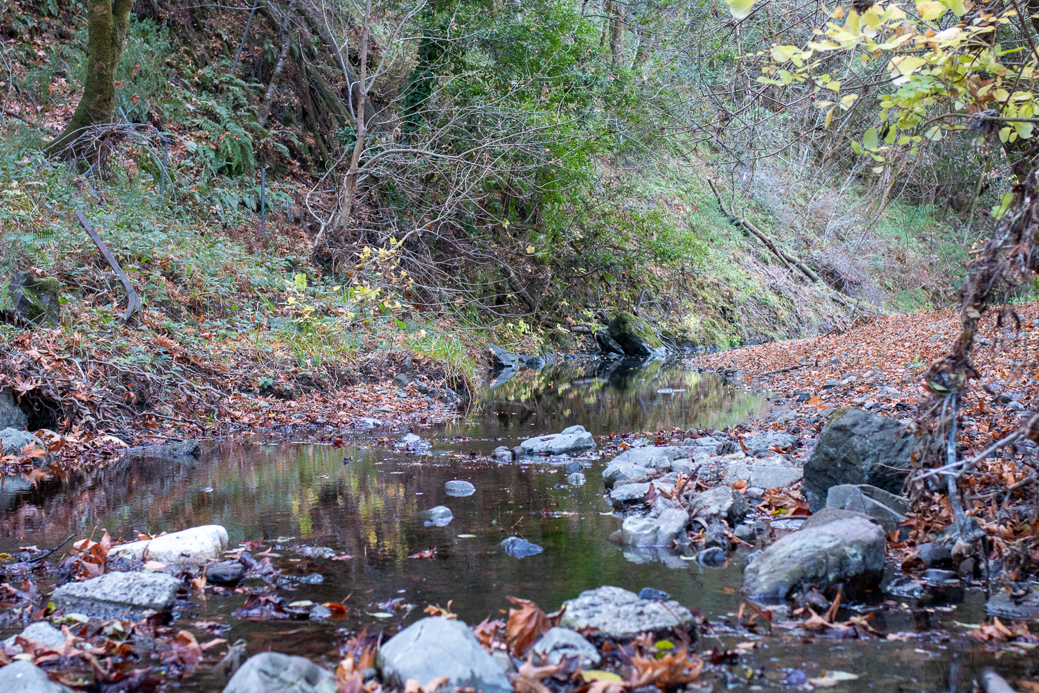 Property on San Geronimo Creek Acquired for Salmon Protection and