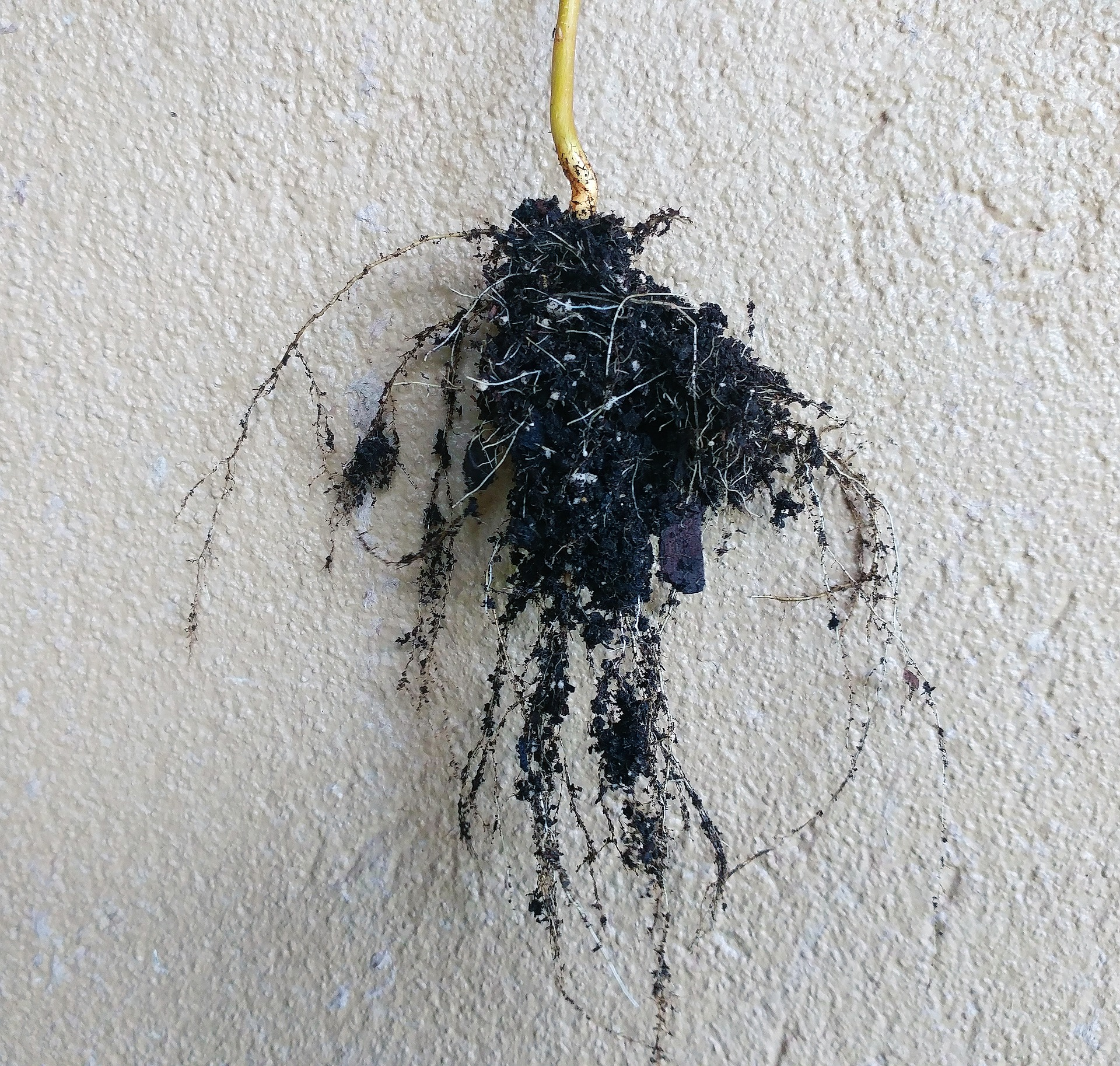 Roots 1658607 1920 5e877304bd4d8