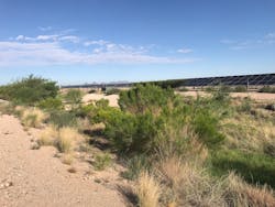 A portion of the vegetated channel in 2019. A portion of the vegetated channel in 2019.