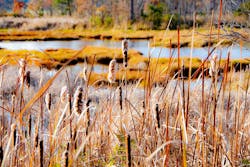 Natural buffer on New Hampshire's Great Bay Natural buffer on New Hampshire's Great Bay