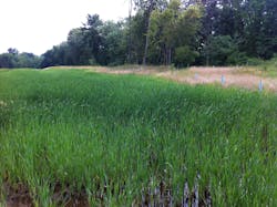 A restored buffer in the Great Bay region A restored buffer in the Great Bay region