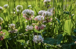 White clover is a nitrogen-fixing plant that is also popular in livestock pastures and can be negatively impacted by excess fluorine from phosphorous fertilizers. White clover is a nitrogen-fixing plant that is also popular in livestock pastures and can be negatively impacted by excess fluorine from phosphorous fertilizers.