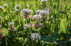 White clover is a nitrogen-fixing plant that is also popular in livestock pastures and can be negatively impacted by excess fluorine from phosphorous fertilizers.