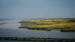 Salt Marshes 3691355 1920