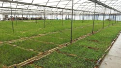 Inside a greenhouse growing pre-vegetated blankets. Inside a greenhouse growing pre-vegetated blankets.