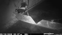 A variety of wildlife visits the weirs for drinking, bathing, and feeding. Raccoons are most common, but other sightings have included skunks, ducks, lizards, rats, frogs, and owls. A variety of wildlife visits the weirs for drinking, bathing, and feeding. Raccoons are most common, but other sightings have included skunks, ducks, lizards, rats, frogs, and owls.