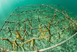 Long-lasting, non-toxic materials are best for artificial reefs. Long-lasting, non-toxic materials are best for artificial reefs.