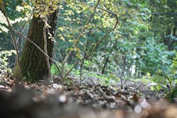 Forest 1651156 1920 5fca947265bfc Forest 1651156 1920 5fca947265bfc