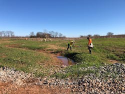 Livestaking at Willow Branch