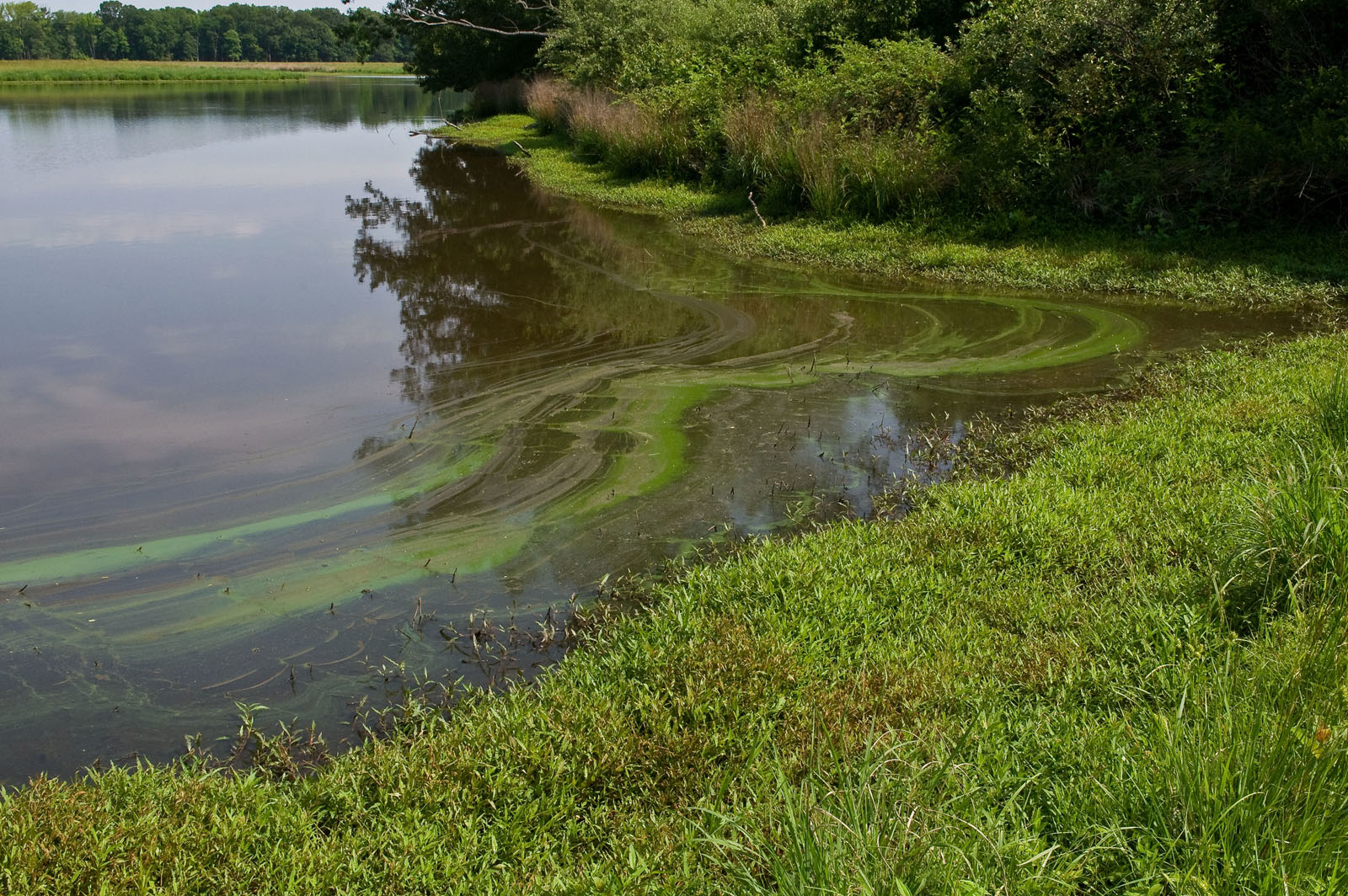 Algal Bloom Sassafras River Usepa 607f13efab540