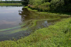 Algal Bloom Sassafras River Usepa 607f13efab540